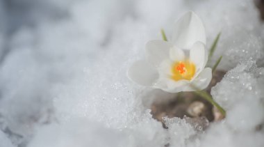 İlkbaharda karda beyaz krukus. İlkbaharda ilk çiçekler. Güneşin altında güzel beyaz çiçek.