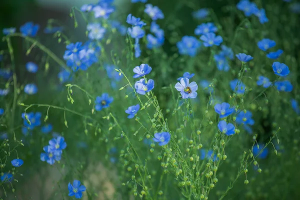 stock image Blue large flowers of garden Linum perenne, perennial flax, blue flax or lint against sun. Decorative flax in decor of garden plot. flowerbed with classic blue flowers.