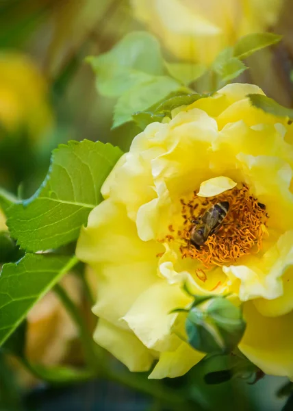 Bal arısı sarı gülden polen toplar. Bee, Apis mellifera eriştenin yanında. Bahçedeki güllerden polen toplayın. Böcekler gül yapraklarının üzerinde çiçek tarhındaki köpek gülü gibi otururlar..