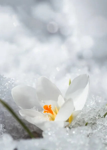 White crocus in snow in spring. first flowers in spring. Beautiful white flower in sun. Vertical orientation