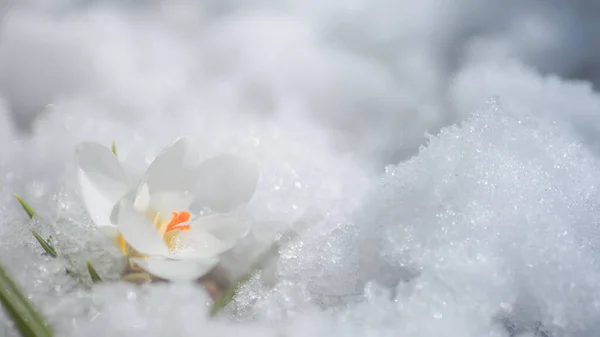 Fehér Crocus Hóban Tavasszal Első Virágok Tavasszal Gyönyörű Fehér Virág — Stock Fotó