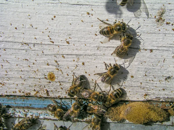 Bijenpoep Korf Voorjaarsvlieg Van Honingbijen Lente Bijenstal Bijen Vuile Houten — Stockfoto