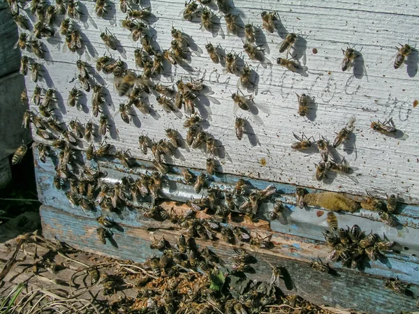 蜂房附近的死蜜蜂 蜜蜂尸体躺在地上 蜂来了春天的飞逝 没有过冬的蜜蜂扔掉了清洁蜜蜂 — 图库照片