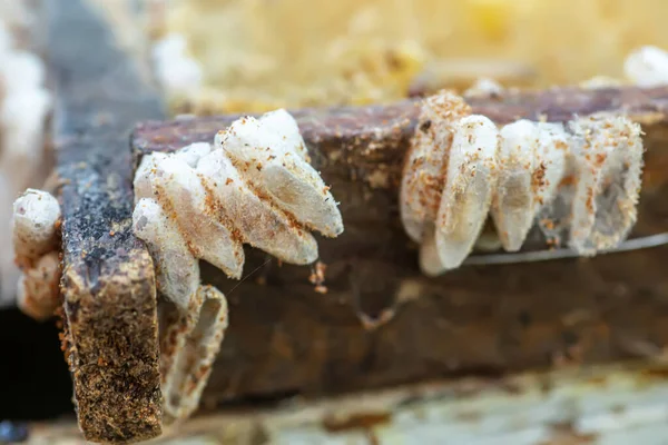 Tamamen Büyümüş Larvalar Gövdeye Gövdeye Yapışan Tarak Kalıntıları Içinde Kozalar — Stok fotoğraf