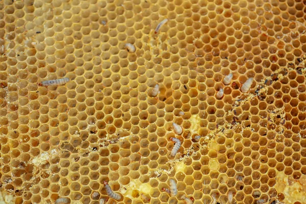 Wachswürmer Raupenlarven Von Wachsmotten Auf Beschädigtem Bienenwachs Rahmen Mit Wachsmotte — Stockfoto