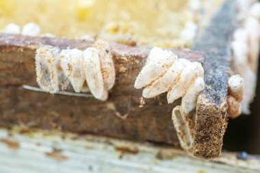 Tamamen büyümüş larvalar, gövdeye ya da gövdeye yapışan tarak kalıntıları içinde kozalar oluştururlar. Larvalar kozaları sağlamlaştırmak için çürük çiğnerler ve çerçeveye kalıcı hasar verilir.