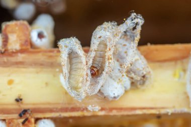 Tamamen büyümüş larvalar, gövdeye ya da gövdeye yapışan tarak kalıntıları içinde kozalar oluştururlar. Larvalar kozaları sağlamlaştırmak için çürük çiğnerler ve çerçeveye kalıcı hasar verilir.