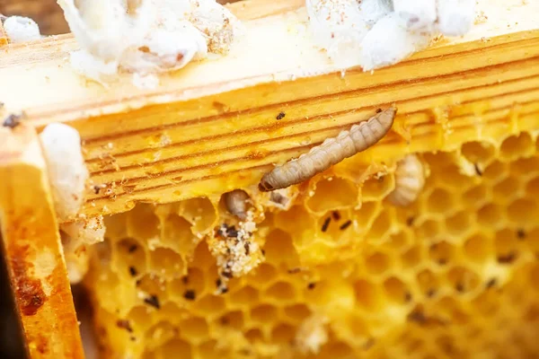 Waswormen Rupsvormige Larven Van Wasmotten Beschadigde Bijenwas Frame Met Wasmot — Stockfoto