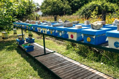 To hive a swarm, to make increase from a colony, make up a nucleus, rearing, rotating brood, to run a bee-yard. Yellow hives for cuttings of honey bees nucleuses in the garden among grass