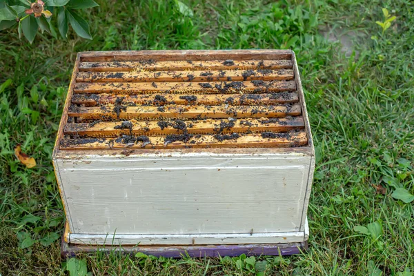 感染した蜂の巣の上にワックス蛾幼虫 巣のカバーはワックス蛾で感染してる ハチの家族はワックス蛾で病気です 寄生虫に食べられる恐ろしい蝋蜂のフレーム — ストック写真