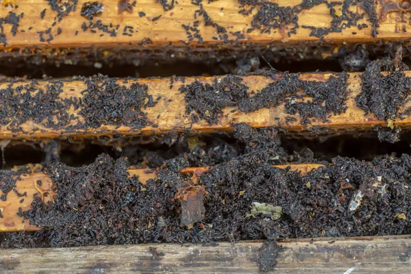 Enden Des Rahmens Mit Wachsmotten Befleckt Wachsmottenlarven Einem Infizierten Bienennest — Stockfoto