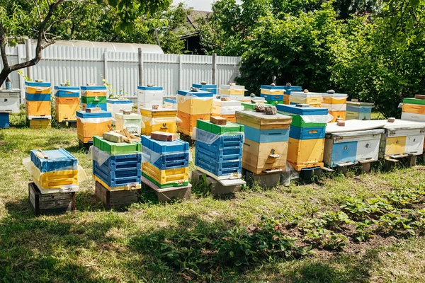 Пчелы Старого Входа Улей Пчелы Возвращаются Коллекции Меда Желтый Улей — стоковое фото
