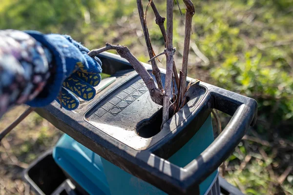 手把葡萄藤放在电动花园研磨机里切碎 春天园艺 修剪树木 — 图库照片