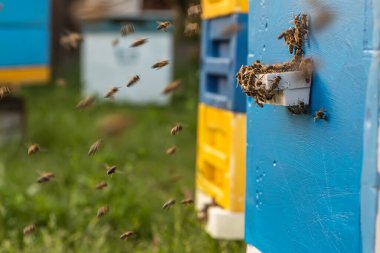 Arı kovanında bal üretmek için harcadıkları emek ve adanmışlığı gösteren arıların inanılmaz bir tasviri.
