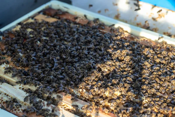 Mézelő Méhek Amelyek Mézzel Bekeretezve Dolgoznak Egy Kaptárban Tele Finom — Stock Fotó