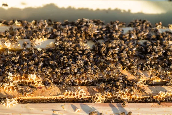 Honey bees working on frames with honey in a hive showing the process of making this wonderful product
