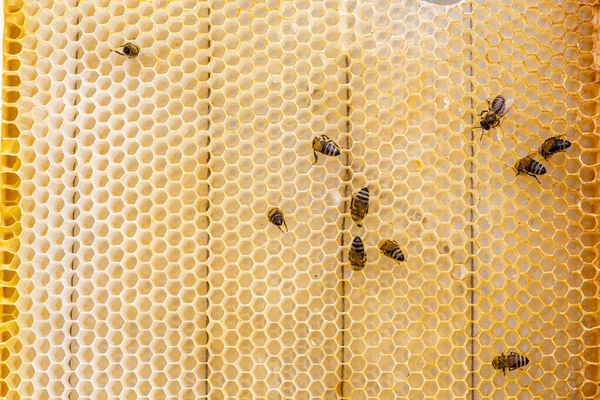 Honing Een Frame Met Verse Bijen Stelen Honing Uit Kammen — Stockfoto
