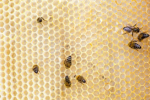 Хвосты Медовых Пчел Которые Извлекают Мед Сотов Натуральный Здоровый Мед — стоковое фото