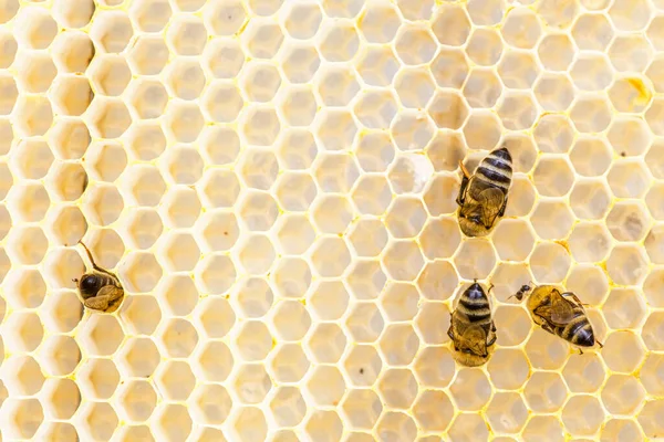 Bienen Gewinnen Honig Aus Waben Auf Holzrahmen Dieser Honig Hat — Stockfoto