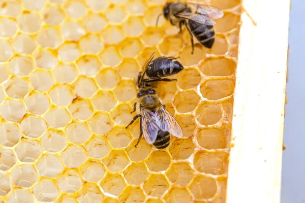 Chlupatá Včela Plástech Med Jedinečnou Chuť Vůni Které Vám Pomohou — Stock fotografie