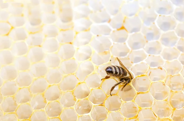 Blauwe Plek Van Een Honingbij Die Uit Honingraathoning Steekt Heeft — Stockfoto