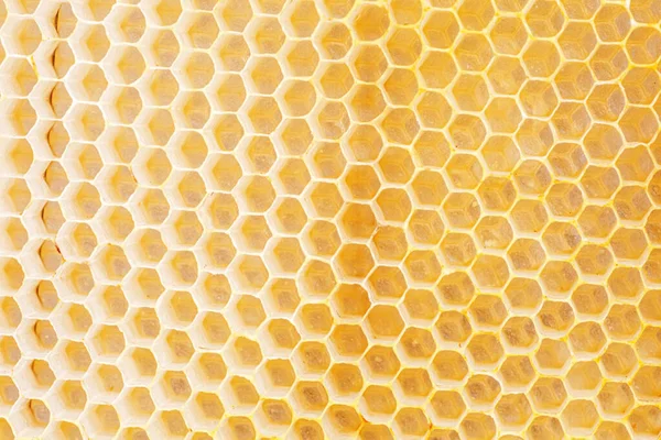 Honungskakor Med Färsk Bikaka Fyllda Med Akaciahonung Närbild — Stockfoto