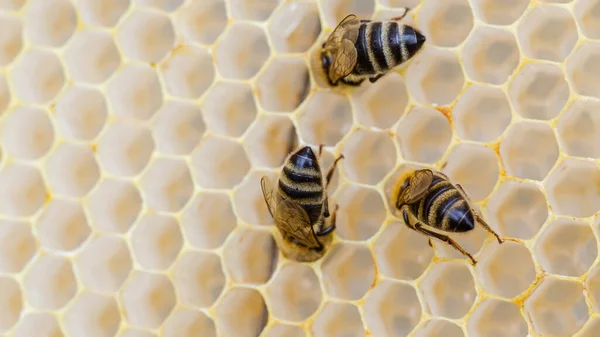 ミツバチは木の枠の上のハニカムから蜂蜜を収集します 蜂蜜は自然の真の傑作であり 健康のための素晴らしい味と多くの有益な特性を持っています — ストック写真