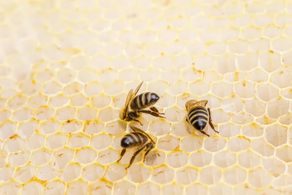 Flauschige Bienen Auf Waben Honig Hat Einen Einzigartigen Geschmack Und — Stockfoto