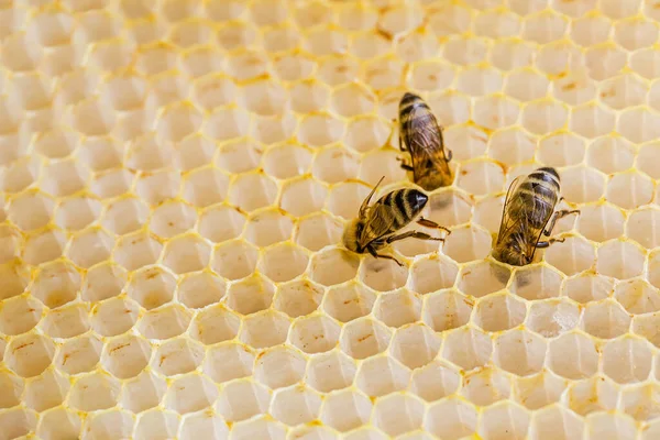 Včely Sbírají Med Plástů Dřevěných Rámech Med Skutečné Mistrovské Dílo — Stock fotografie