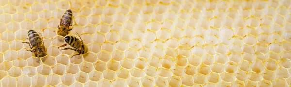 Modřiny Včel Trčící Medu Plástve Medu Mají Jedinečnou Chuť Blahodárné — Stock fotografie