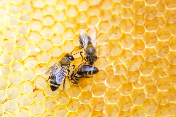 Tři Včely Plástech Jedí Čerstvý Med Nasbíraný Jaře Čerstvém Vosku — Stock fotografie