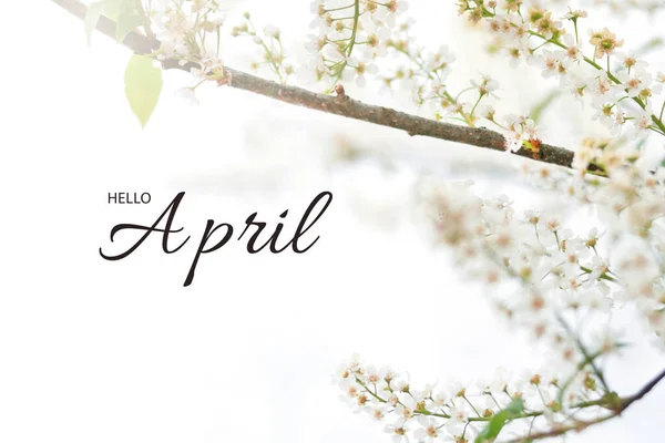 春の気分のシンボル 春のパドゥス 鳥の桜 ハックベリー またはメーデーの木の枝白い背景に碑文 こんにちは4月 — ストック写真