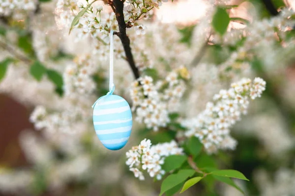 stock image incredibly beautiful Easter egg celebrates the spring holiday and wears an exquisite color scheme, on a delicate branch with fragrant white Prunus padus, bird cherry or Mayday tree blossoms