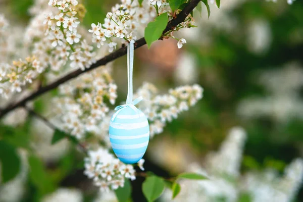 Easter Egg Hand Painted White Blue Colors Blossoming Branch Prunus Royalty Free Stock Photos