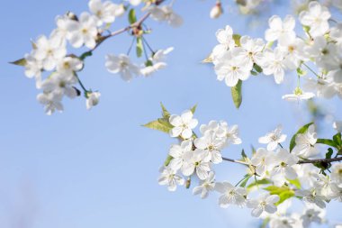 İlkbaharda açan kiraz ağacı çiçekleri