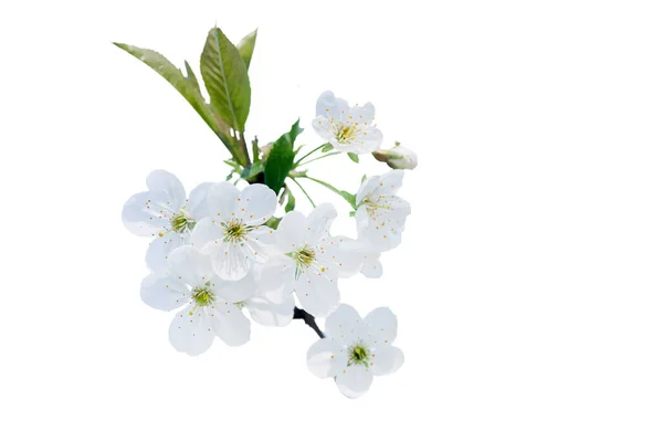 stock image branch of cherry with white flowers in spring during flowering of gardens and collection of spring nectar. Isolated on white