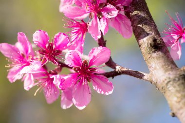 Şeftali çiçekleri dallara yakın planda. Pembe parlak şeftali çiçekleri. Çiçek açan ağaçlı güzel doğal manzara.