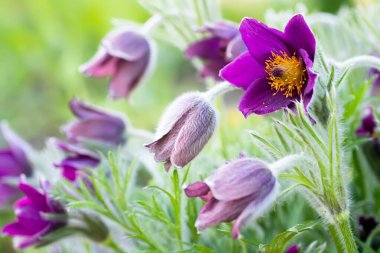 Pulsatilla patens, Doğu pasqueflower, ve kesme yapraklı mor anemon çiçekleri ile kaplı küçük tüyler çayırda çiçek. İlk bahar çuha çiçekleri. Vahşi Bahar Çiçekleri Pulsatilla Patens. Boşluğu kopyala