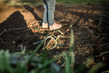 Baharda sebze bahçesinde yeşil lahanalı soğan sıraları. Gün batımında filizlenmiş soğan ekme süreci.