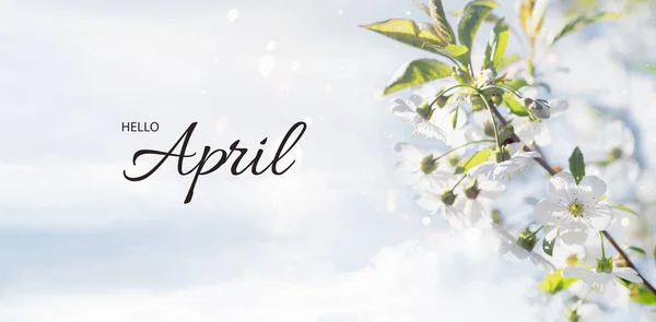 テキストこんにちは4月 春の公園 周囲の自然の美しさをお楽しみください 春と4月の始め 空に白い花の桜の枝カード — ストック写真