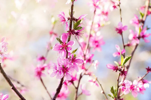 Jarní Pozadí Broskvový Strom Květu Broskvové Květy Větvi Pozadí Oblohy — Stock fotografie