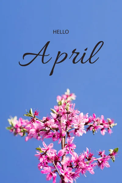 Mensagem Olá April Ramo Florescente Pêssego Contra Céu Azul Primavera — Fotografia de Stock