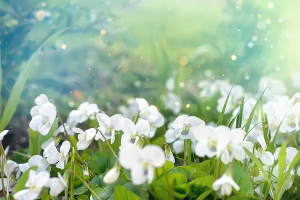 紫罗兰花 紫罗兰花被列入乌克兰红皮书 春天的背景 在春天的绿林背景下 开着罕见的花朵 快乐的复活节 — 图库照片