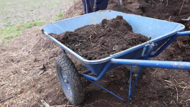 有新鲜堆肥的花园手推车 从堆肥坑装载堆肥 移动到山脊 以改善土壤结构 — 图库视频影像