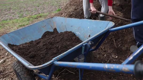 用蚯蚓帮助制成的蚯蚓堆满铲子 装在花园的手推车上 — 图库视频影像