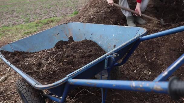 从堆肥堆中装入堆肥 用作植物肥料 农民在花园的手推车里堆肥后 用铲子倒上堆肥 — 图库视频影像
