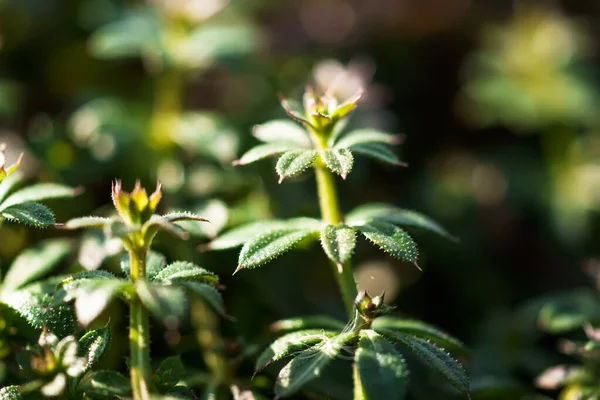 Galium aparine cleavers, catchweed, stickyweed, robin-run-the-hedge, sticky willy, sticky willow, stickeljack, and grip grass use in traditional medicine for treatment. Soft focus. Film grain.