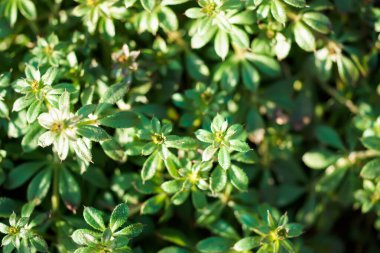 Galium aparine cleavers, catchweed, stickyweed, robin-run-the-hedge, sticky willy, sticky willow, stickeljack, and grip grass use in traditional medicine for treatment. Soft focus. Film grain.