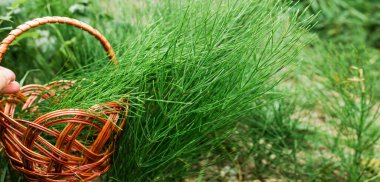 stems quisetum arvense, field horsetail or common horsetail in a meadow in summer among medicinal herbs in an ecologically clean region