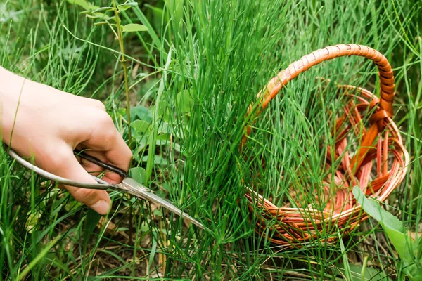 Hand Vintage Scissors Cutting Stems Quisetum Arvense Field Horsetail Common — Stock fotografie